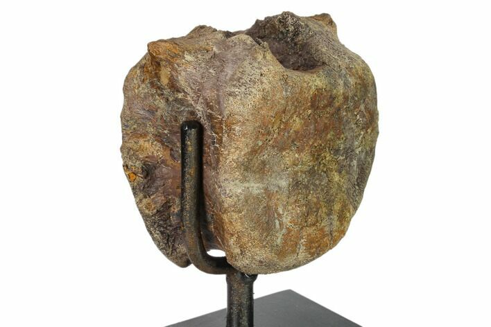 Hadrosaur (Gryposaur) Vertebra on Metal Stand - Montana #132010